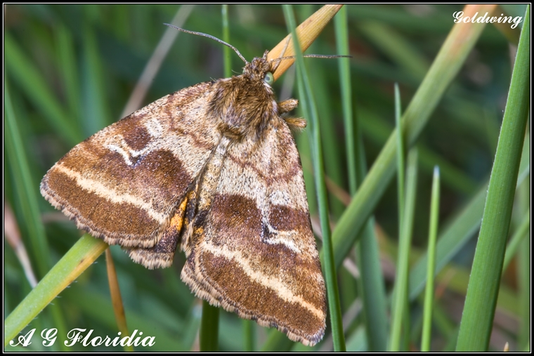 ID per favore:  Synthymia fixa (Noctuidae)